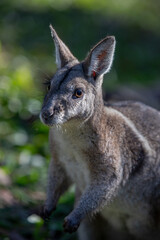 Portrait of a Bridled Nailtail Walaby