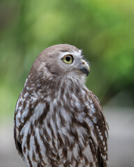 full length portrait of an Australian Barking Owl with a blurred green moltled background