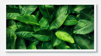 A dynamic flat lay composition of layered tropical green leaves with a sharp white square frame integrated into the scene. 