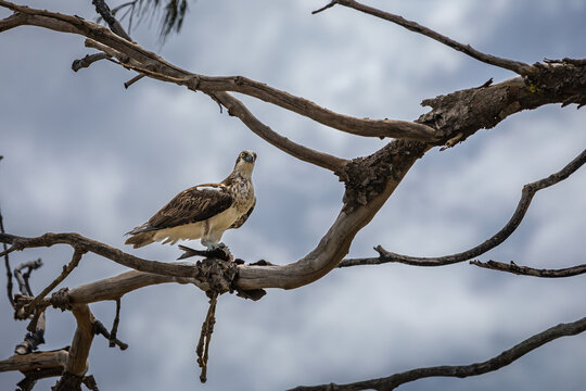 Australian Eastern Osprey perched on tree branch feeding on a fish carcass