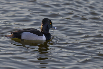 ring-necked duck
