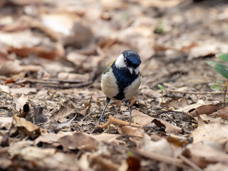 森の中で地面に降りてエサを探しているシジュウカラ
