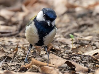 森の中で地面に降りてエサを探しているシジュウカラ
