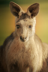 The eastern grey kangaroo is a marsupial found in the eastern third of Australia, with a population of several million. It is also known as the great grey kangaroo and the forester kangaroo.