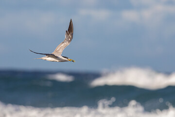Crested Tern returning for feeding grounds with a small bait fish in its beak with the ocean and surf in the background