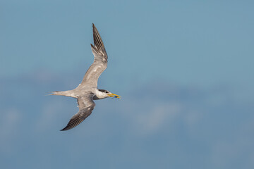 Crested Tern returning for feeding grounds at sea with a small bait fish in its beak