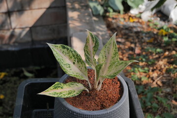 Brighten up any space with this Aglaonema White Mayang! Great for lifestyle, gardening, or design content.