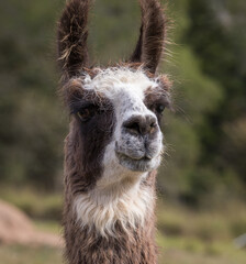 Fototapeta premium Portrait of a brown and white Llama looking in the direction of the viewer