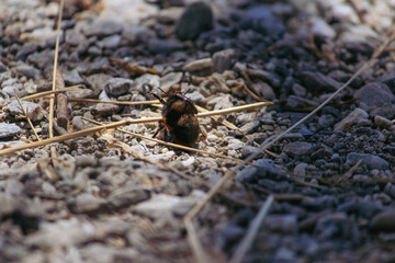 ants on the ground
