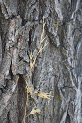 bark of a tree