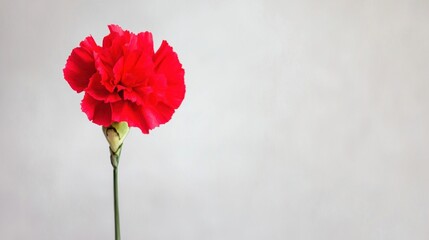 Single Red Carnation Flower on White Background