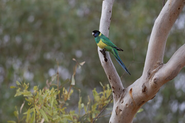Australian Ringneck Parrot perched on the branch of a eucalyptus gum tree along the Finke River in the Northern Territory.