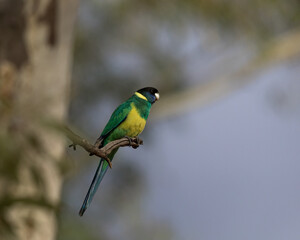 Australian Ringneck Parrot perched on the branch of a eucalyptus gum tree along the Finke River in the Northern Territory.