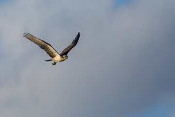 An Australian Eastern Osprey in flight