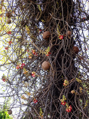 沙羅双樹の木と花