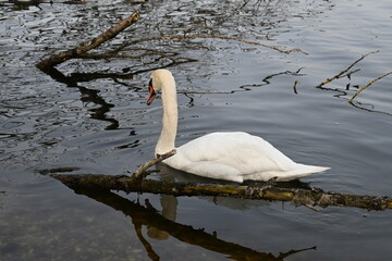 A lone swan elegantly gliding through the water, with natural reflections and twigs adding texture...