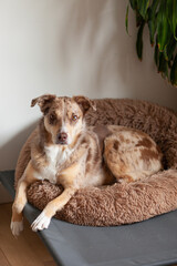 Cute brown fluffy Australian Shepherd with bed and pillow in the living room