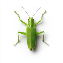 Close-up of a Bright Green Grasshopper Isolated on a White Background for Nature and Insect Enthusiasts