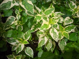 Asystasia is a genus of flowering plants in the family Acanthaceae . The genus contains 59 species of plants found in tropical Africa, Asia, Australia, and New Guinea.