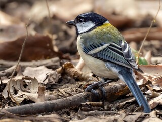 森の中で地面に降りて見つけた植物の種子を足でつかんで食べようとしているシジュウカラ
