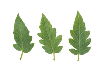 Fresh green tomato leaves branch isolated on transparent background	