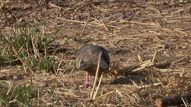 Zebra Dove (Geopelia striata Bird) a popular bird in Thailand, is walking in search of food in nature.