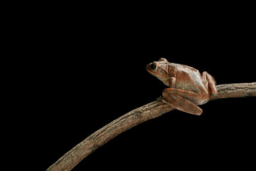 Tree frog resting on tree branch with large eyes for night vision