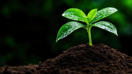 New Life A Single Seedling Emerging from Rich Soil
