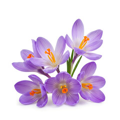 Obraz premium crocus flowers isolated on white background.