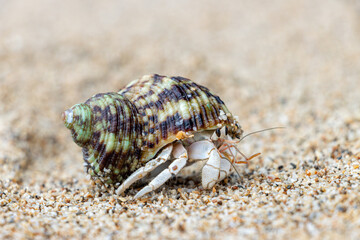 The hermit crab walks on a beach