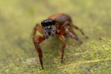 A close up macro shot of a jumping spider in full detail