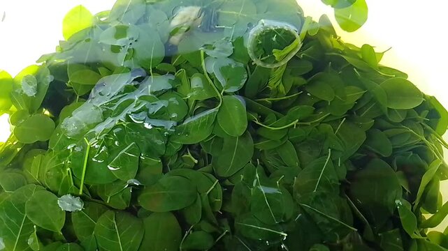 Moringa leaf vegetables food in the bowl for herbal 