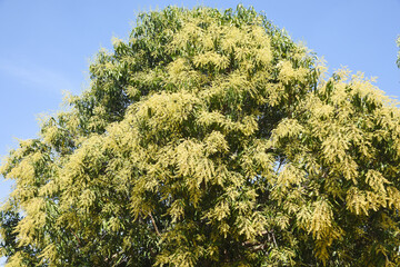 A large mango tree with thick leaves and many yellow flowers. The tree stands amidst a clear blue sky, indicating a sunny day.