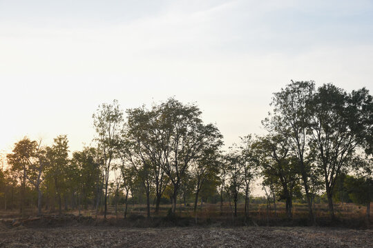landscape with a field in the foreground and a line of trees in the background. The sun is either rising or setting, casting a warm glow over the scene.