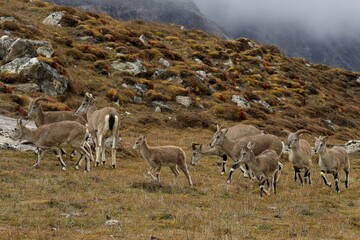 A herd of Himalayan blue sheep (bharal) grazes in the rugged terrain near Kanchenjunga Base Camp (KBC) North, Nepal, showcasing the breathtaking wildlife and alpine landscape of the Nepalese Himalayas