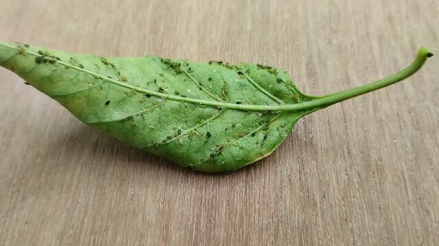 aphids and ants on chili leaves wooden background