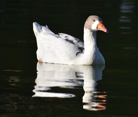 White and brown duck swimming on a pond in Melbourne, Australia
