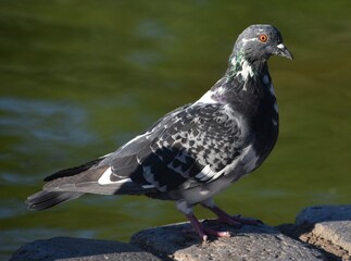 Beautifully spotted pigeon standing in front of a pond at a park