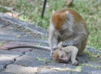 Adult macaque monkey helping clean fleas off a young monkey