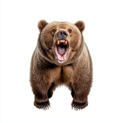 Fototapeta premium Fierce Grizzly Bear Roaring with Open Mouth Displaying Teeth