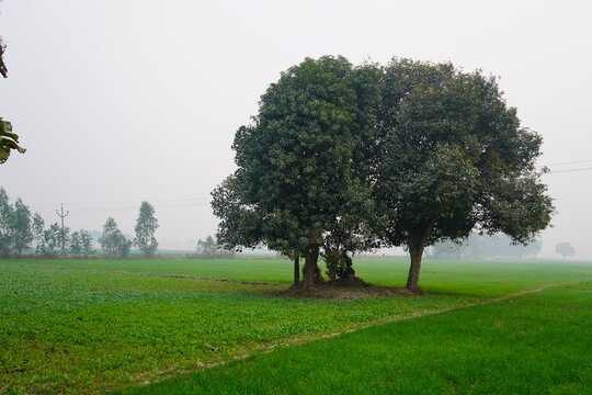 Tranquil Green Fields with Twin Trees