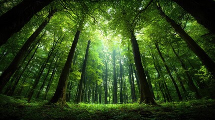 Fototapeta premium Sunlight through lush green forest canopy
