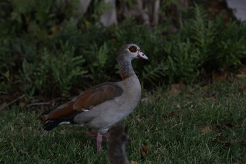 Beak