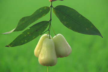 Deli Green Honey Guava or Madu Guava, freshly picked from the tree and still fresh against the...