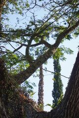 Curved tree branches and leaves and blue sky background