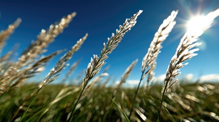Sunny day, tall grass field, summer, nature background