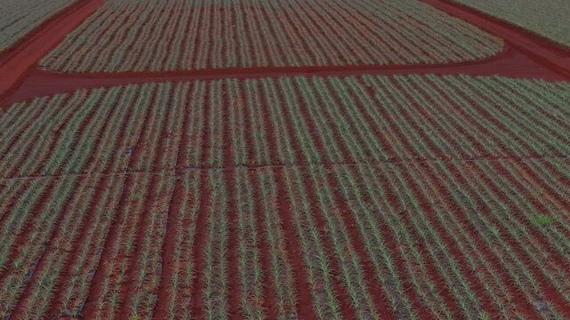 Aerial footage of the Dole pineapple plantation on Oahu, Hawaii, showing red soil, green plants, and geometric crop patterns as the camera pans smoothly.