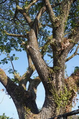 Curved tree branches and leaves and blue sky background