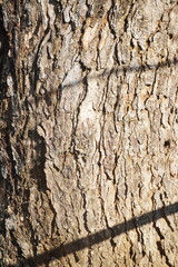 Wooden tree trunk with vertical line shadow at daytime
