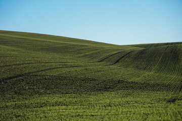Fototapeta premium Endless golden wheat field swaying under a clear blue sky